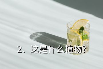 2、這是什么植物？