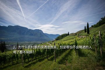 2、為什么農(nóng)村釀的燒酒度數(shù)高，但是哪怕不會喝酒的人喝了都不易醉？