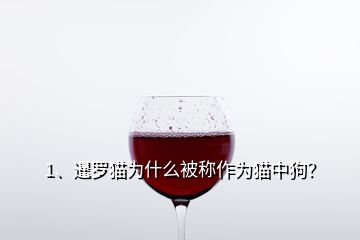 1、暹羅貓為什么被稱作為貓中狗？