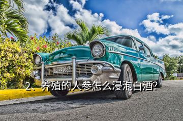 2、養(yǎng)殖的人參怎么浸泡白酒？
