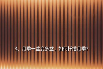 3、月季一盆變多盆，如何扦插月季？