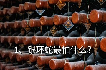 1、銀環(huán)蛇最怕什么？