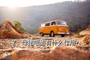 2、母豬喂醋有什么作用？