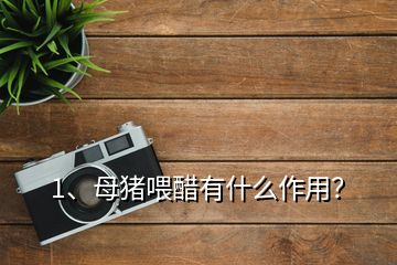 1、母豬喂醋有什么作用？