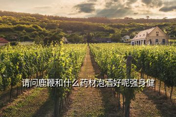 請(qǐng)問(wèn)鹿鞭和什么藥材泡酒好呢強(qiáng)身健