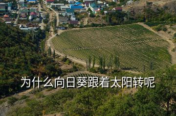 為什么向日葵跟著太陽轉呢