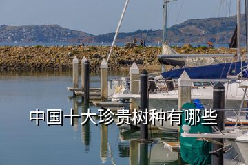 中國(guó)十大珍貴樹種有哪些