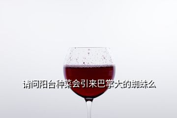請(qǐng)問陽(yáng)臺(tái)種菜會(huì)引來巴掌大的蜘蛛么