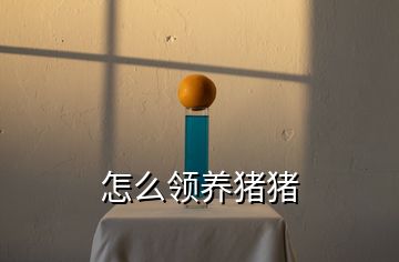 怎么領養(yǎng)豬豬