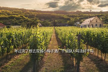 年過(guò)完了想去雙城小梅子酒廠干活缺人嗎活好干嗎