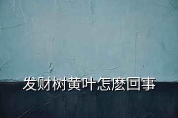 發(fā)財樹黃葉怎麼回事