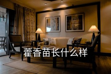 藿香苗長什么樣
