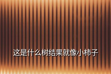 這是什么樹結(jié)果就像小柿子