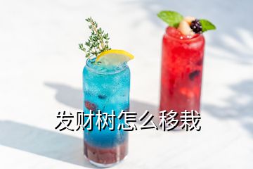 發(fā)財樹怎么移栽