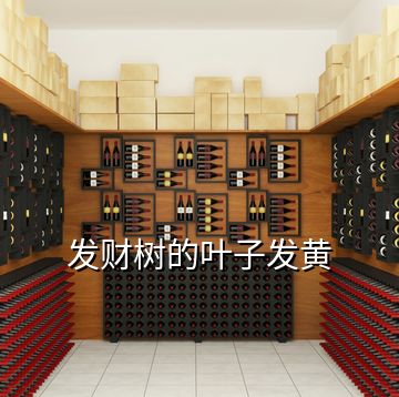 發(fā)財(cái)樹(shù)的葉子發(fā)黃