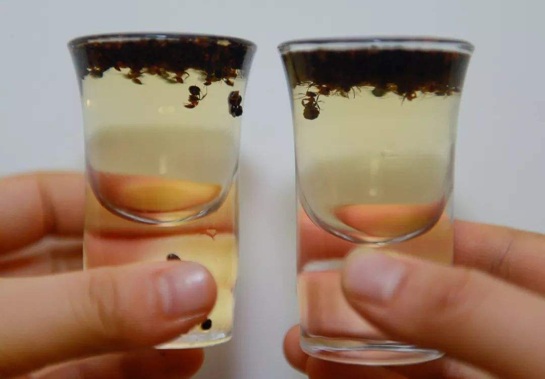 螞蟻泡酒有什么功效？螞蟻泡酒治療風濕病
