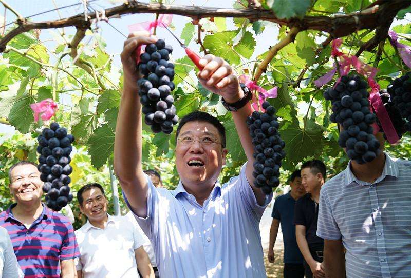 紅酒葡萄采摘月份是什么時候？什么樣的葡萄可以采摘？