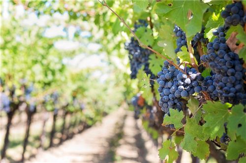 紅酒有赤霞珠、黑皮諾，還有什么品種的紅酒？