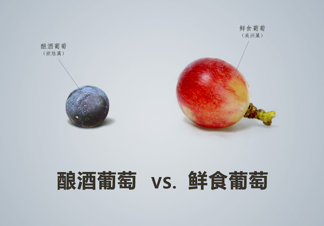 紅酒品種怎么認(rèn)，從葡萄品種入手這是最基本的方法