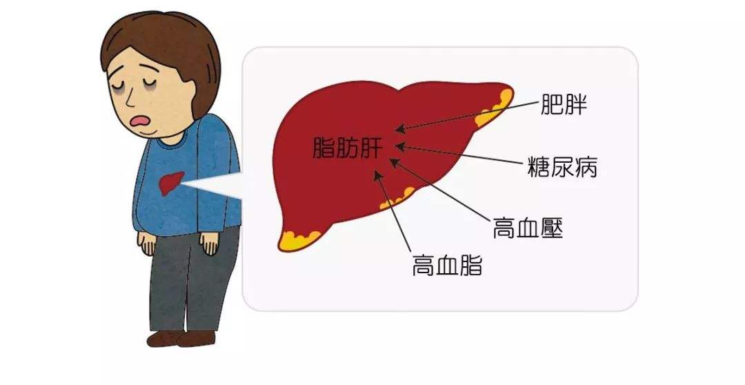 喝紅酒傷肝嗎？葡萄酒不會(huì)傷肝。