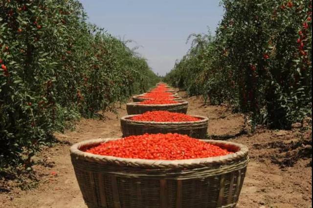寧夏鋼鐵、寧夏紅董事長(zhǎng)曹廣江正式“官宣”：寧鋼61年積淀為基座，有信心承載寧夏紅的未來(lái)