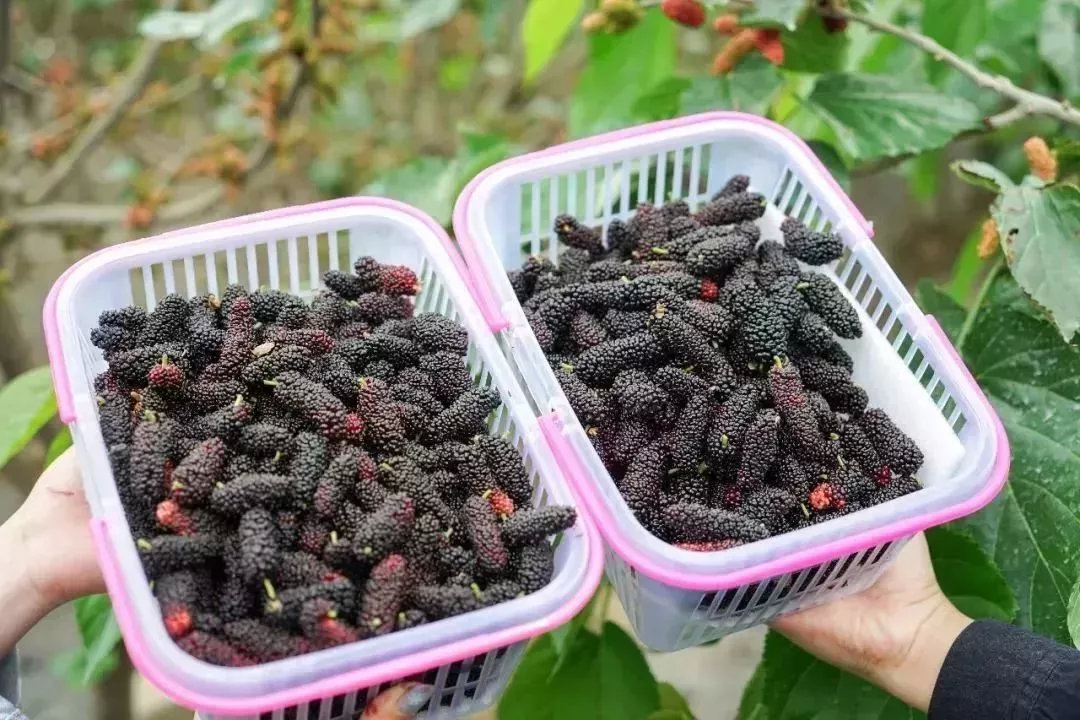 喝桑葚酒對人有哪些壞處？長期喝桑葚酒的壞處