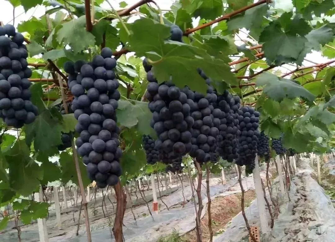 夏黑葡萄可以釀酒嗎？夏黑葡萄怎么自釀酒？