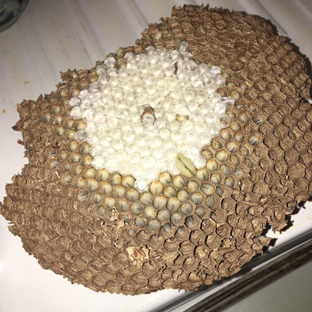 蜂蛹泡酒的方法，蜂蛹泡酒的功效