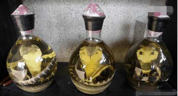 毒蛇泡在酒里為什么不死？毒蛇泡酒不死是什么原因？