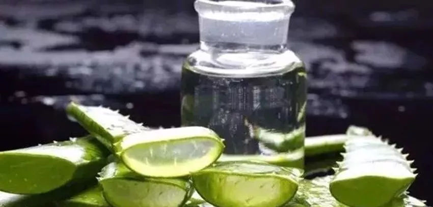 蘆薈泡酒治皮膚病嗎？蘆薈泡酒的功效與作用