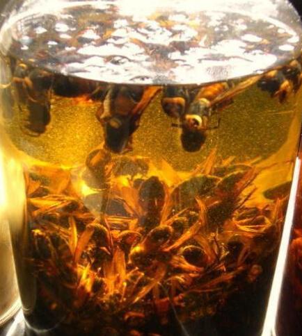 蜂子泡酒有什么好處？蜜蜂哪些可以用來泡酒？