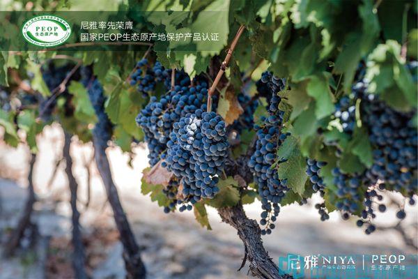 “首屆中國葡萄酒云論壇”，中信國安葡萄酒業(yè)股份有限公司“云”發(fā)布新品