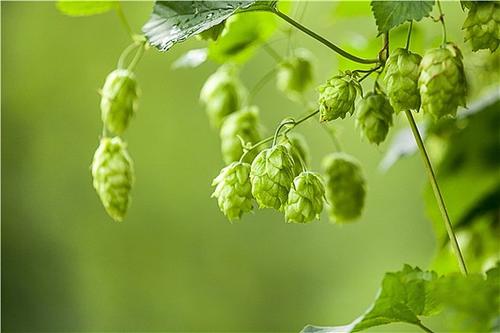 什么是啤酒花？啤酒中為什么要添加啤酒花？
