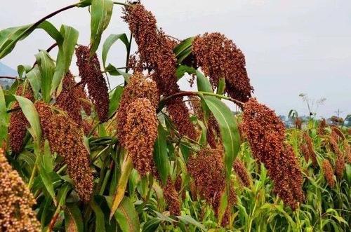 紅櫻子高粱酒為什么好？紅櫻子高粱的優(yōu)勢(shì)有哪些？