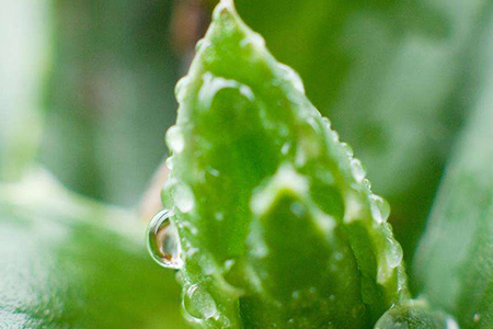 蘆薈可以用啤酒澆嗎