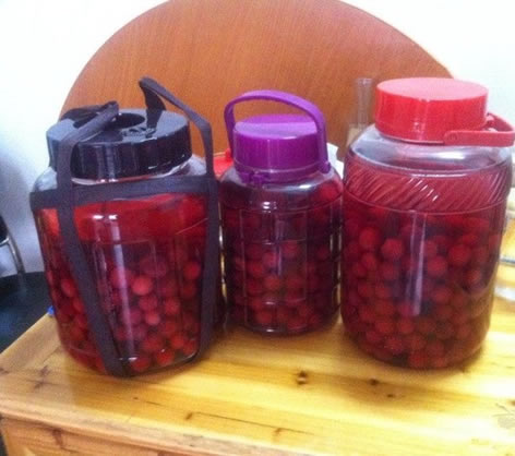 楊梅酒去濕嗎？楊梅酒防中暑的泡法