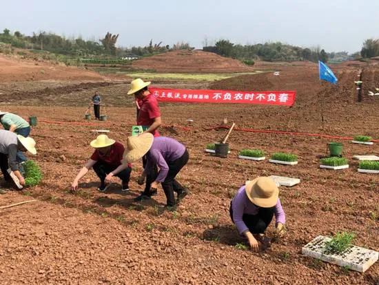 五糧液專用糧基地聯(lián)合中化農(nóng)業(yè)，共建技術(shù)服務(wù)中心
