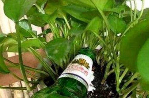 用啤酒可以澆哪些花？啤酒澆花多長(zhǎng)時(shí)間一次？