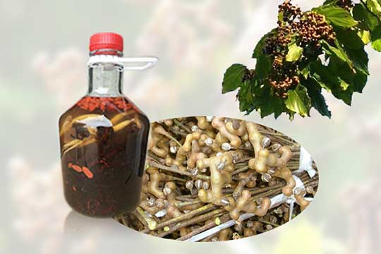 拐棗和什么一起泡酒好，和人參一起泡酒好嗎？
