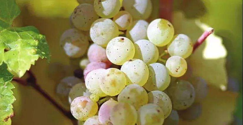 霞多麗葡萄酒好喝嗎,口感怎么樣？