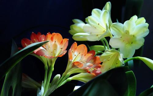 白酒如何養(yǎng)花？為什么白酒可以養(yǎng)花？