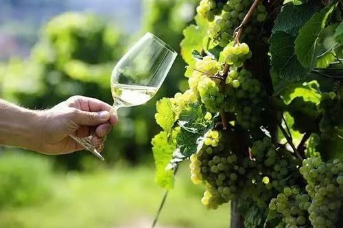 德國適合釀造葡萄酒的葡萄