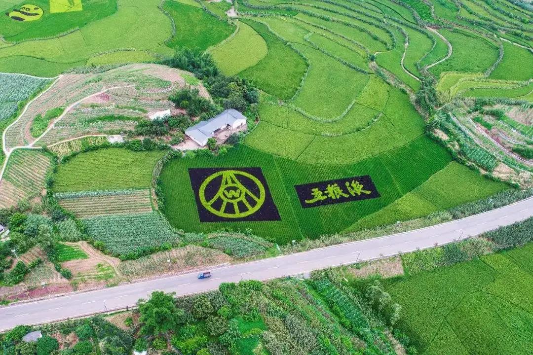 名酒紛紛亮“糧心”，品質(zhì)競爭從臺前拼到幕后