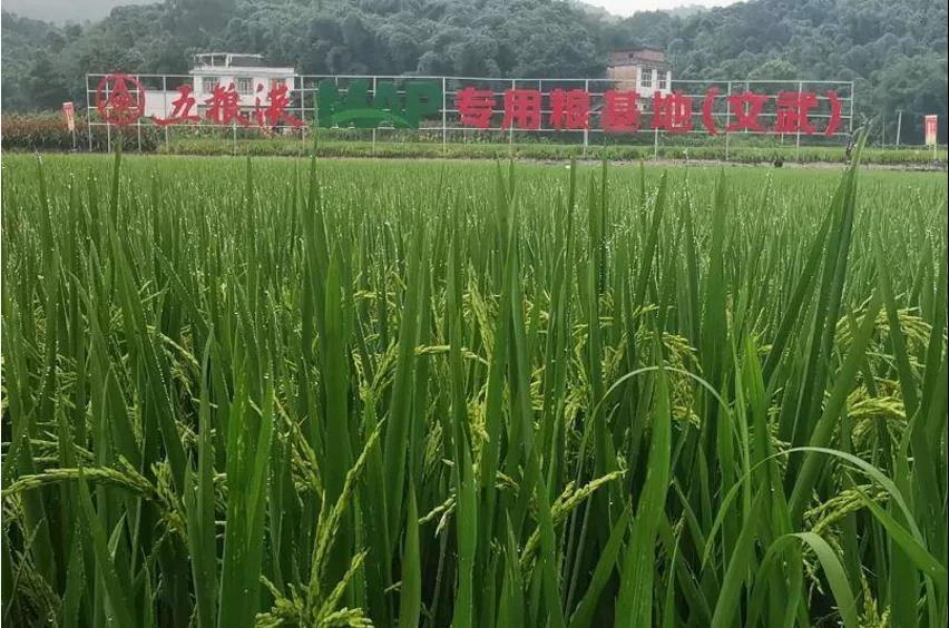 百萬畝智慧化專用糧基地助推五糧液品質(zhì)、品牌再上臺(tái)階