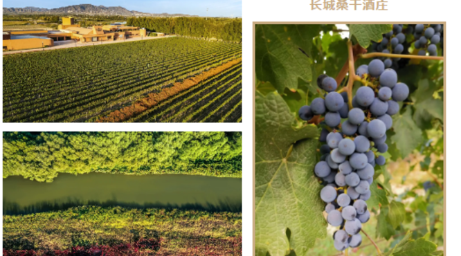 首場(chǎng)長(zhǎng)城桑干酒莊西拉垂直年份品鑒會(huì)落定鄭州，即將盛啟！