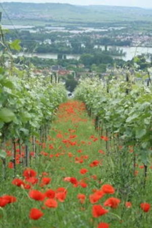 葡萄園美景怎么描寫(寫葡萄園的景色)