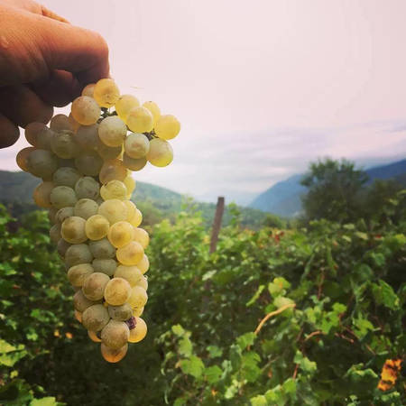 礦物質(zhì)是什么味道(礦物質(zhì)味道是什么味道)