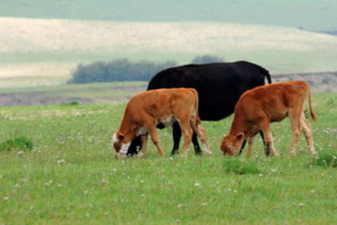 草原悶倒牛價(jià)格(草原悶倒牛價(jià)格)
