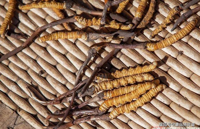 高陽木草多少錢(高陽木草 價格)