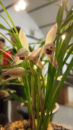 什么價(jià)位的蘭貴人好(最好的蘭貴人)